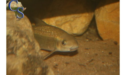Labeo cylindricus